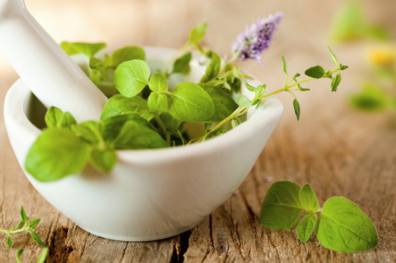 Tulsi Herb